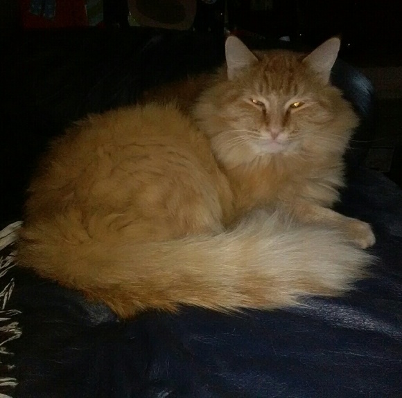 Meet your Posher, Darla - Picture 7 of 8